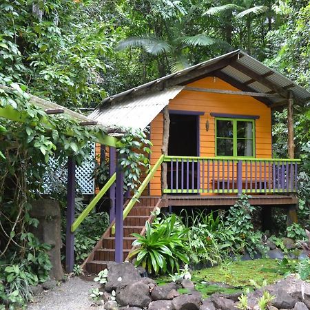 Rainforest Hideaway Cape Tribulation Exteriér fotografie