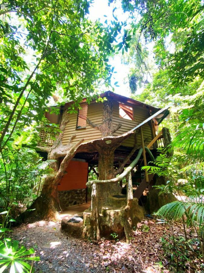 Rainforest Hideaway Cape Tribulation Exteriér fotografie