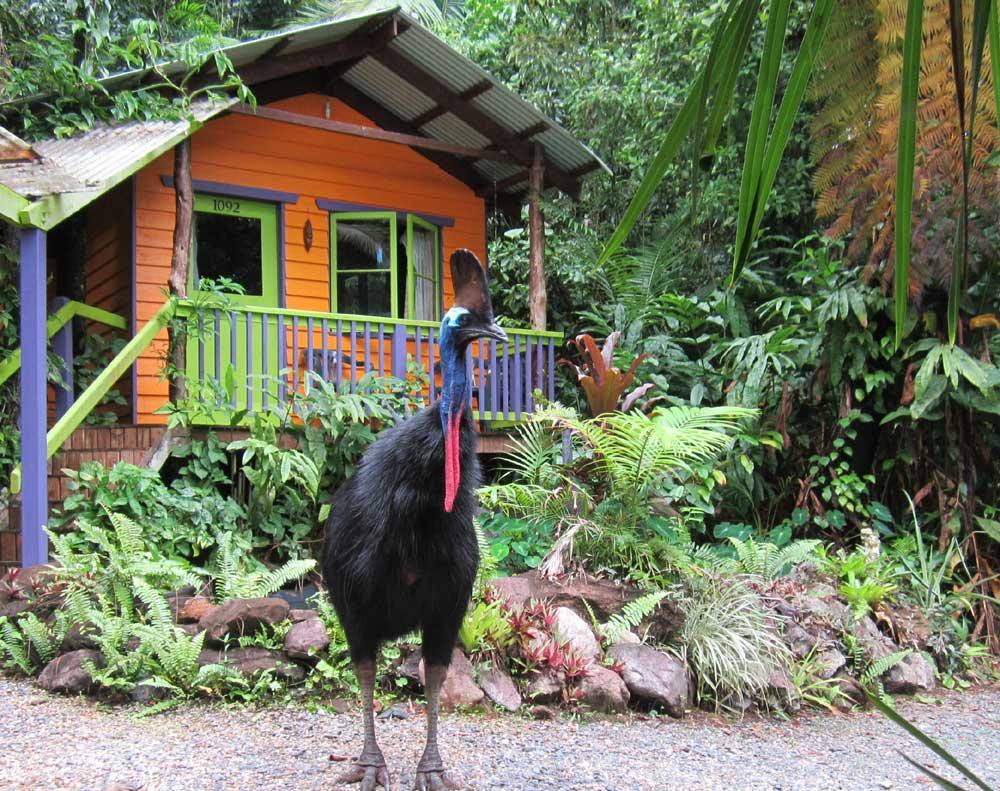 Rainforest Hideaway Cape Tribulation Exteriér fotografie